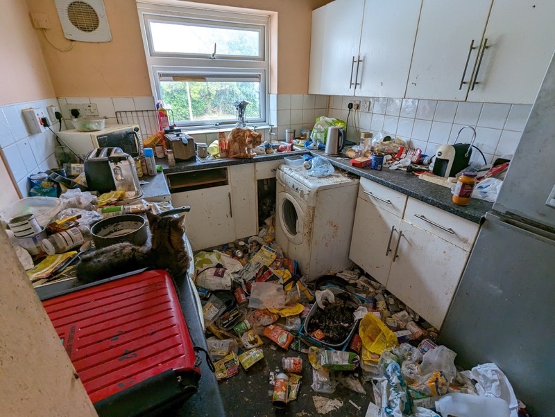 Other image for Flea-ridden cats found living in appalling conditions